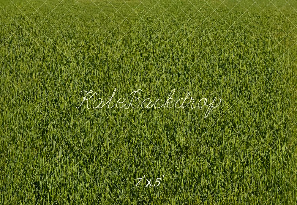 katebackdrop2733830